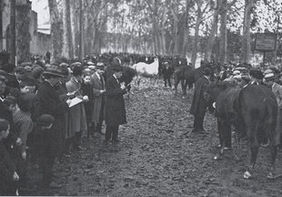 Concurs de cavalls celebrat l'any 1920 al passeig Marimon de la Bisbal.