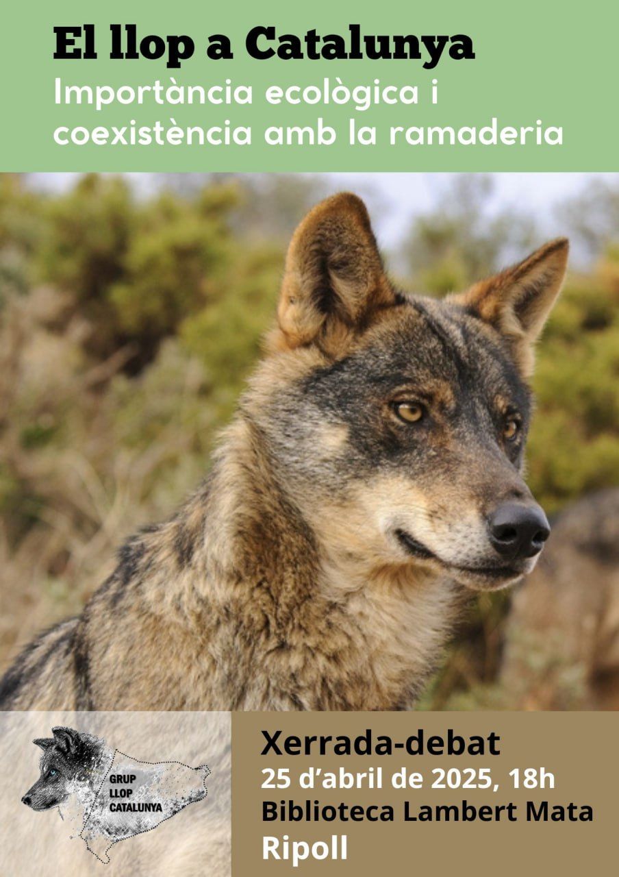 Cartell xerrada el llop a Catalunya a Ripoll