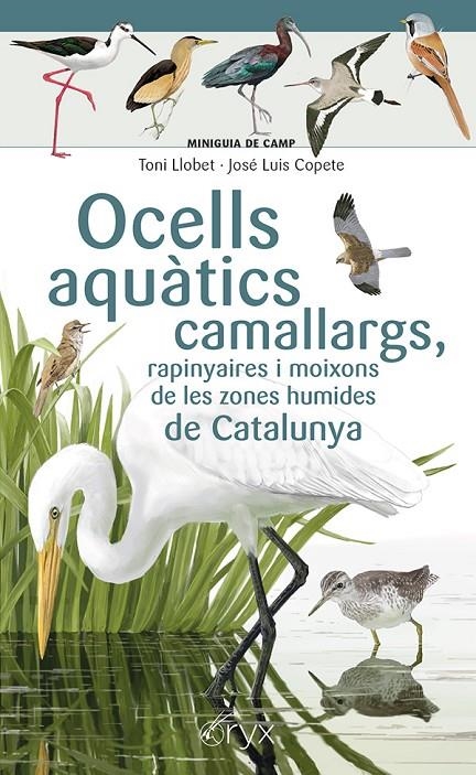 Ocells aquàtics camallargs, ranpinyaires i moixons de les zones humides de Catalunya