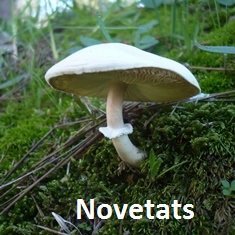 Novetats novembre 2022 Caldes