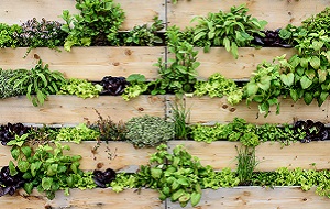 L'hort ecològic